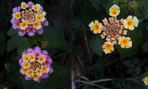 [Two photos spliced together. The photo on the left is two blooms with one above the other. Both have tiny pink flowers around the outer circle, yellow flowers as an inner ring, and tightly closed squares in the center. On the right is one bloom with five yellow flowers in a star shape on the outer edges. All the rest of the outer edges and the inner parts are tightly closed squares.]